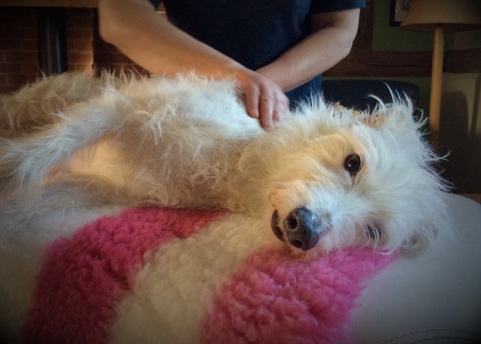 Canine Massage Therapy for Sapphie the Lurcher