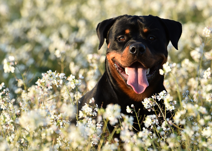 Beautiful Rotweiller laying in a field of white flowers