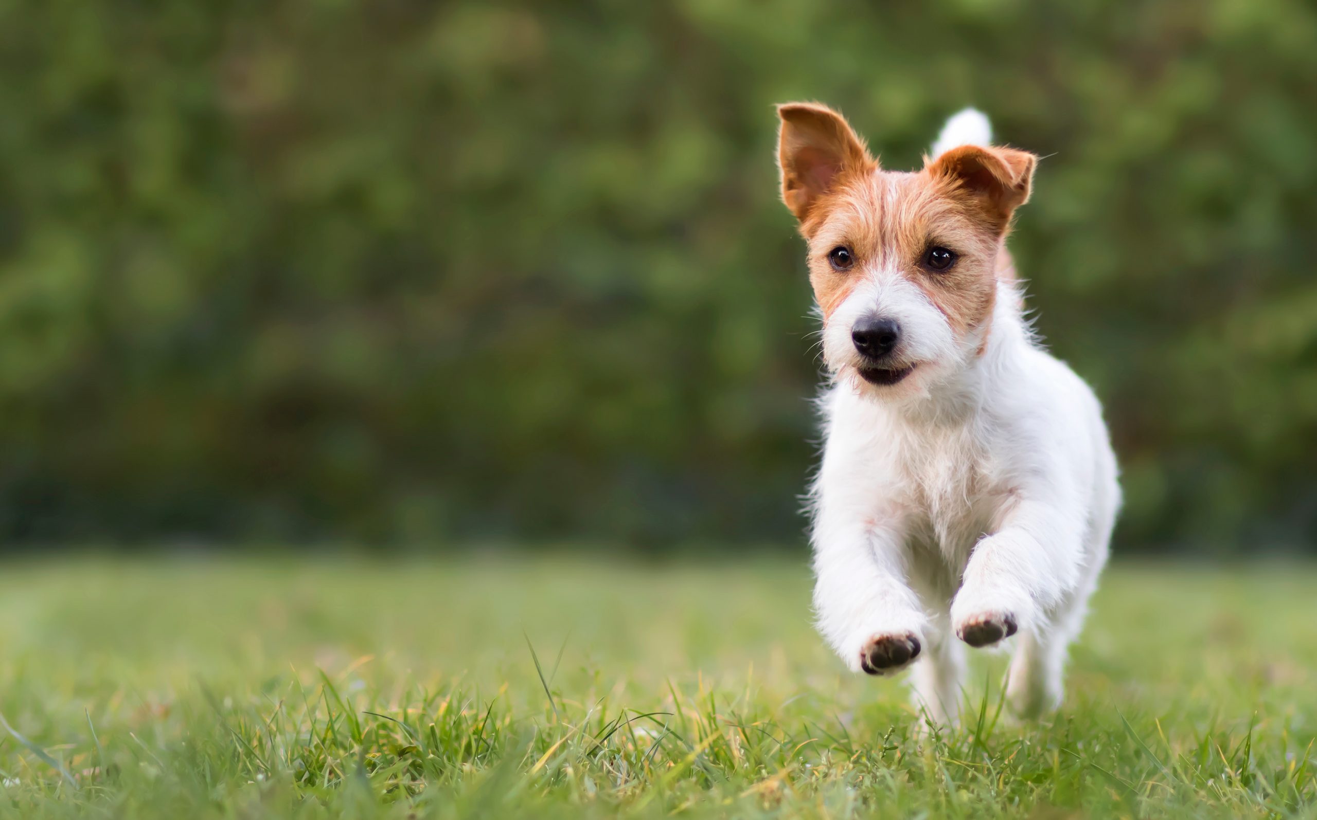 Award Winning-Dog Rehabilitation, Massage, Core Fitness, Suffolk