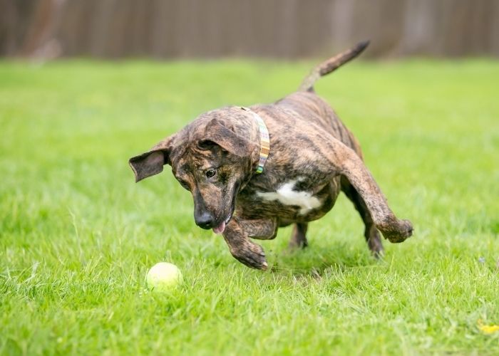 Avoid pain in dogs by stopping ball chasing