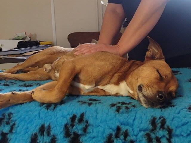 Wiggo the Staffie cross having canine massage