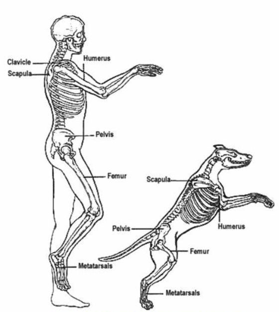 Pain in Dogs Article compares human vs dog bone count