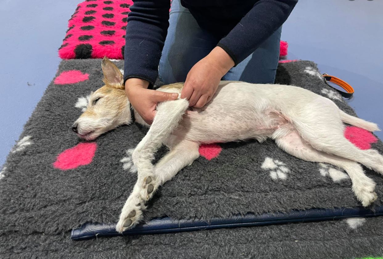 Wibble the Terrier Having Clinical Massage with Born to Run