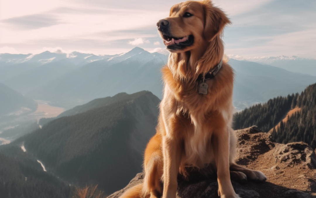 healthy fit Dog on a mountaintop showing good muscle development