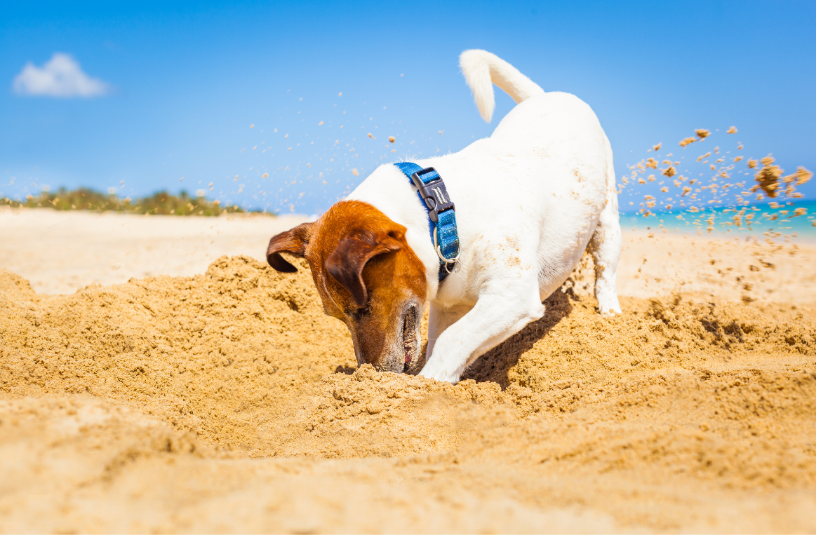 dog digging can lead to overcompensation and uneven muscle development 