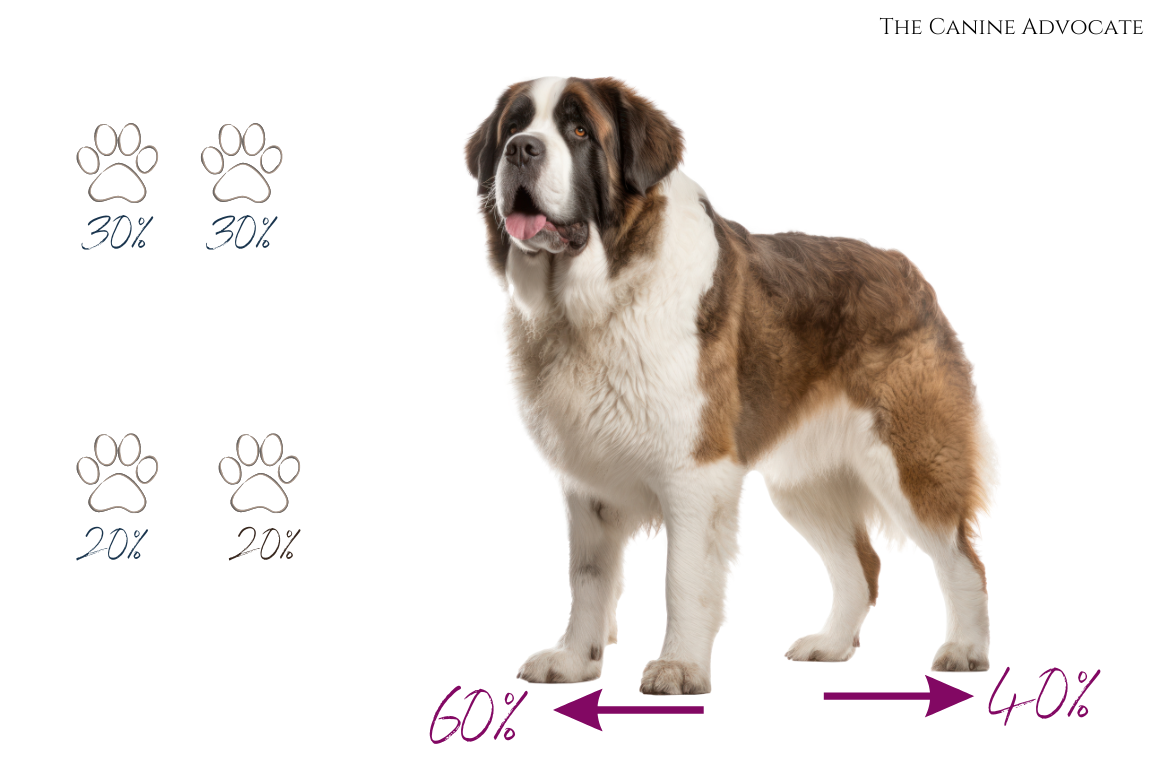 weight bearing and the impacts on muscle development in a dog 