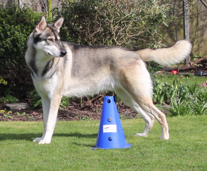 puppy pilates classes core conditioning