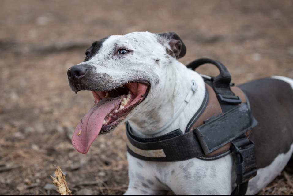 Most Owners Don’t Lose Their Dog To Heatstroke Because They Don’t Care